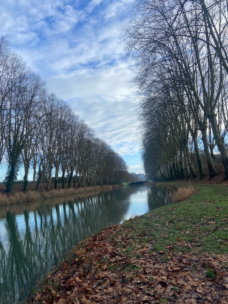 A serene view of a river flanked by leafless trees, with a cloudy sky reflected in the water and dried leaves scattered on the grassy bank.