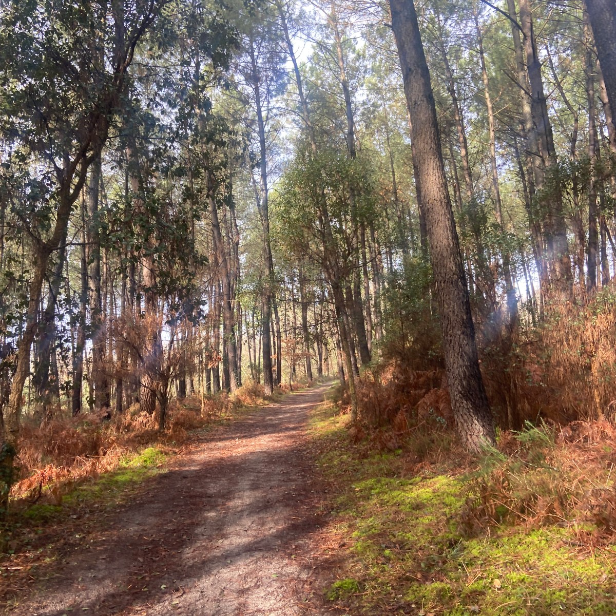 A Castle Loop Near Nérac: The Cauderoue–Sainte-Catherine–Coutet Hike