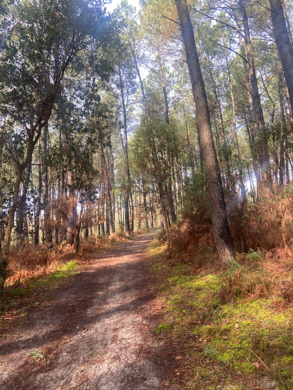 A Castle Loop Near Nérac: The Cauderoue–Sainte-Catherine–Coutet Hike