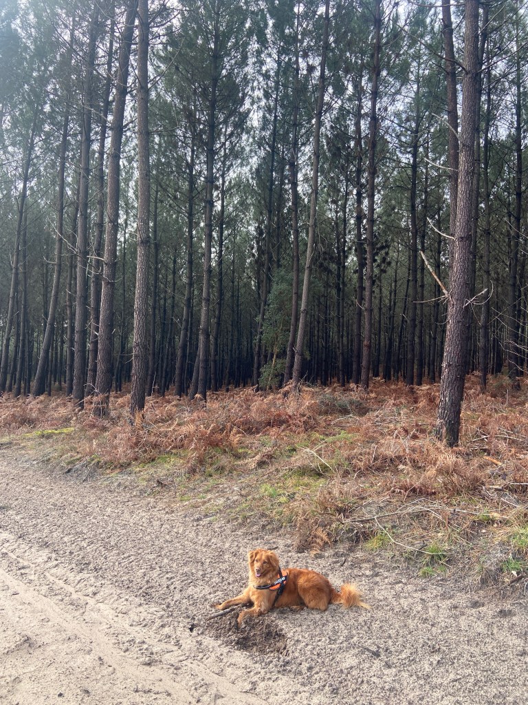 A golden dog lying on the sandy ground beside a path in a dense forest of tall pine trees.