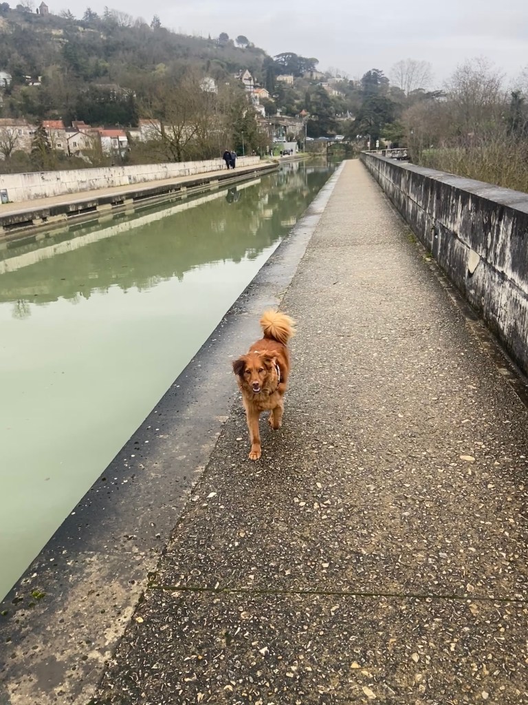 A brown dog walking along a path beside a canal, with greenery and residential buildings in the background.