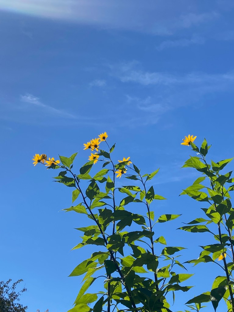 Two tall green plants with bright yellow flowers against a clear blue sky.