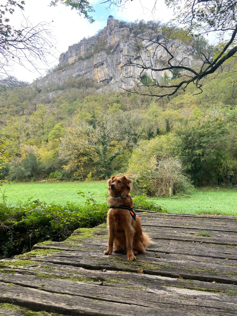 A brown dog sitting on a wooden bridge in a scenic forested area with a rocky cliff in the background and green grass surrounding.