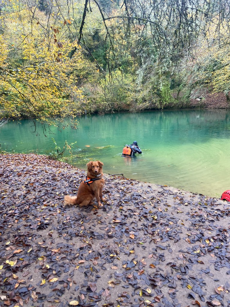 A golden retriever sitting on a leaf-covered riverbank with a green river and autumn foliage in the background. Two people in orange vests are seen in the water.