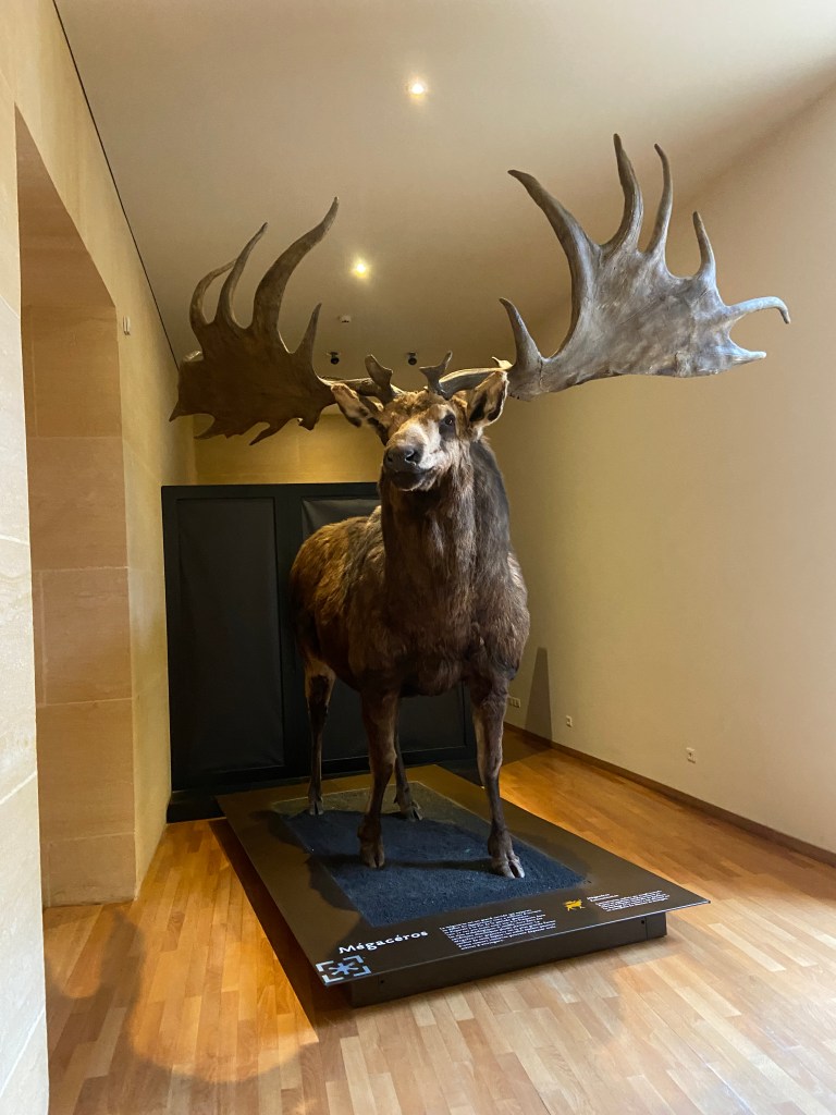 A life-sized mounted moose display in a museum setting, featuring large antlers and positioned on a black pedestal with an information plaque.