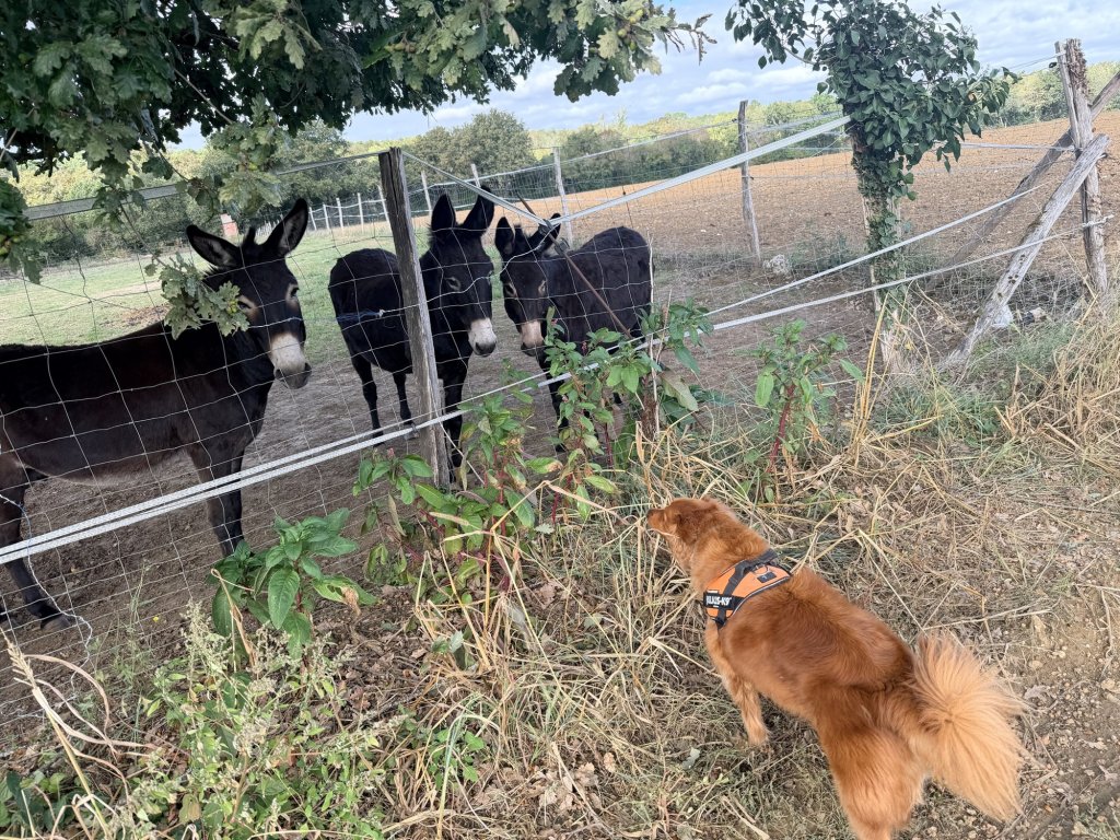 Archie sniffing at three black donkeys along a fence near Nérac