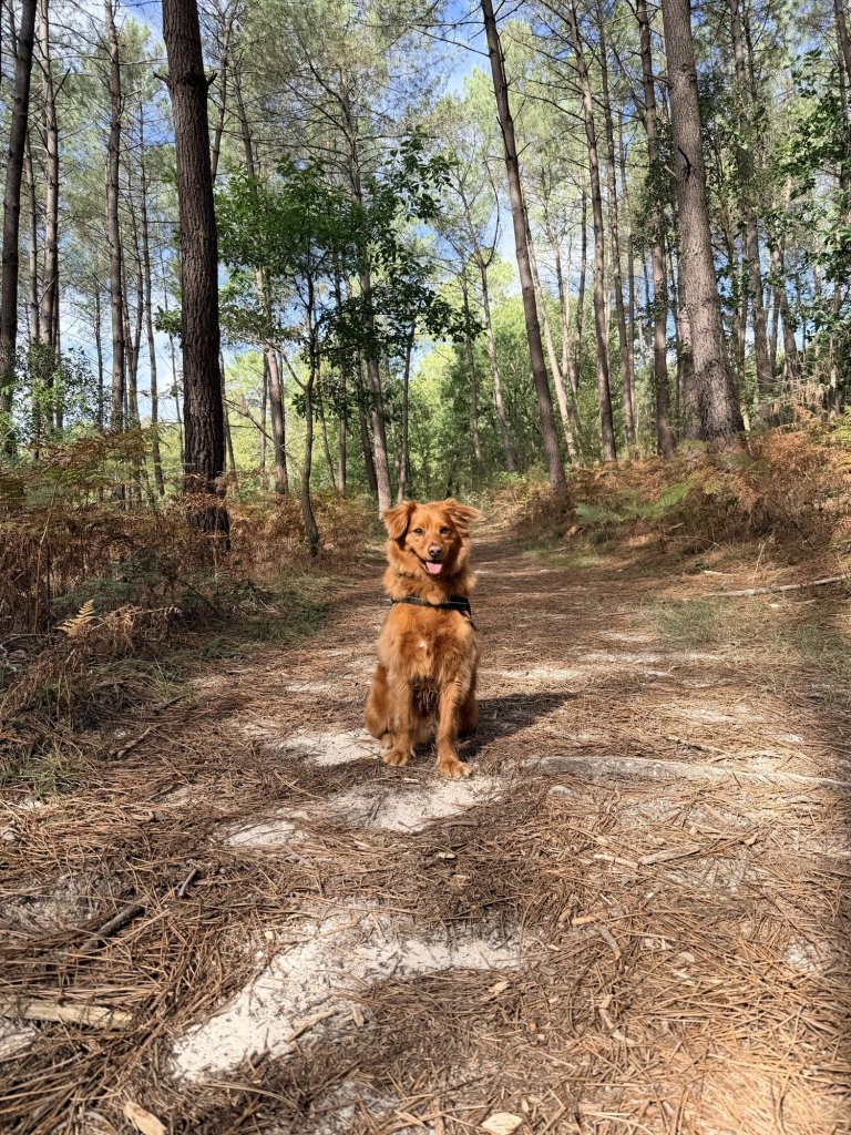 Archie sitting on a sandy forest path among pine trees near Nérac
